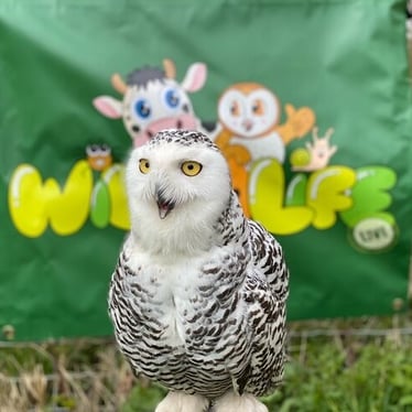 Wildlife Live