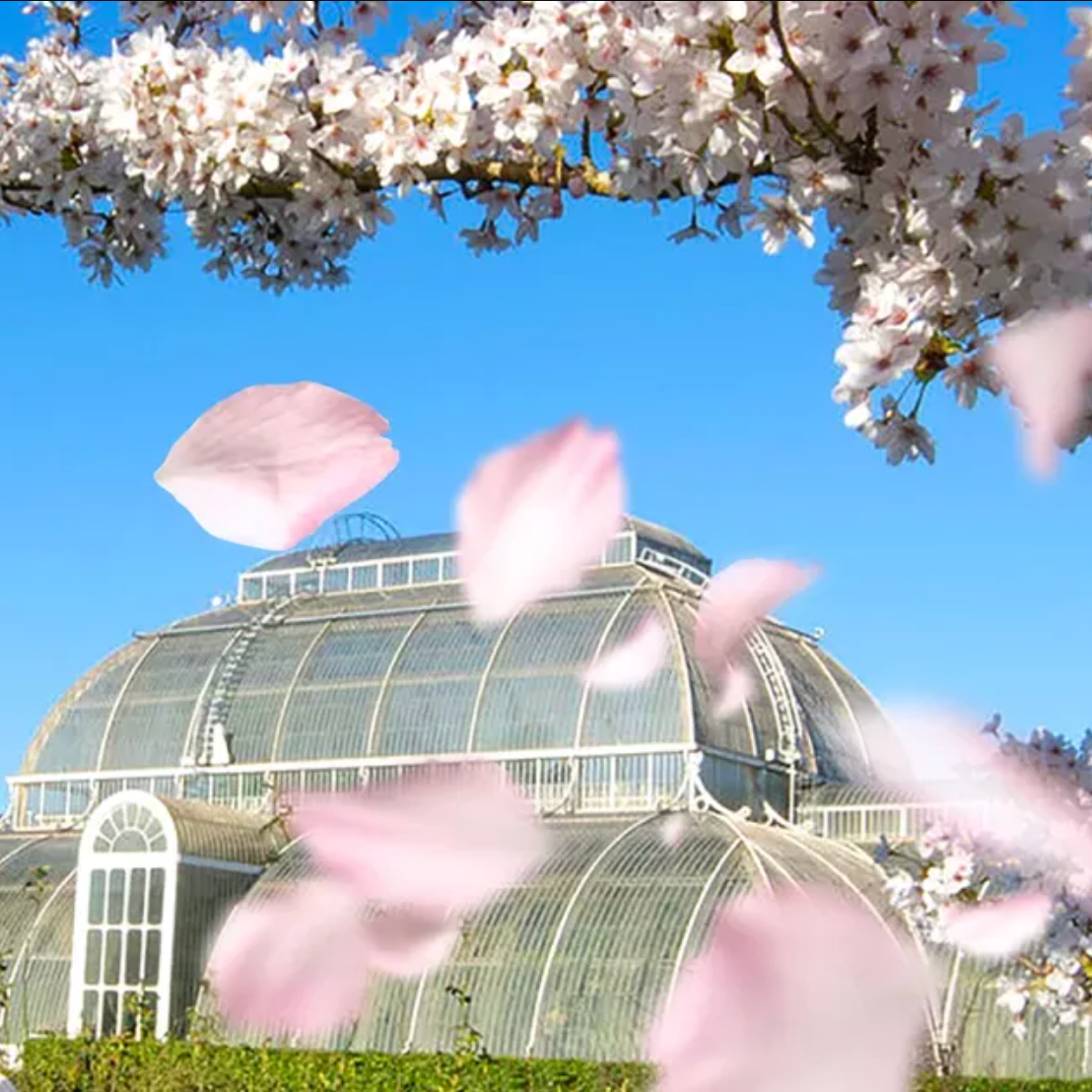 Sounds of Blossom at Kew Gardens — Exhibition at Royal Botanic Gardens, Kew