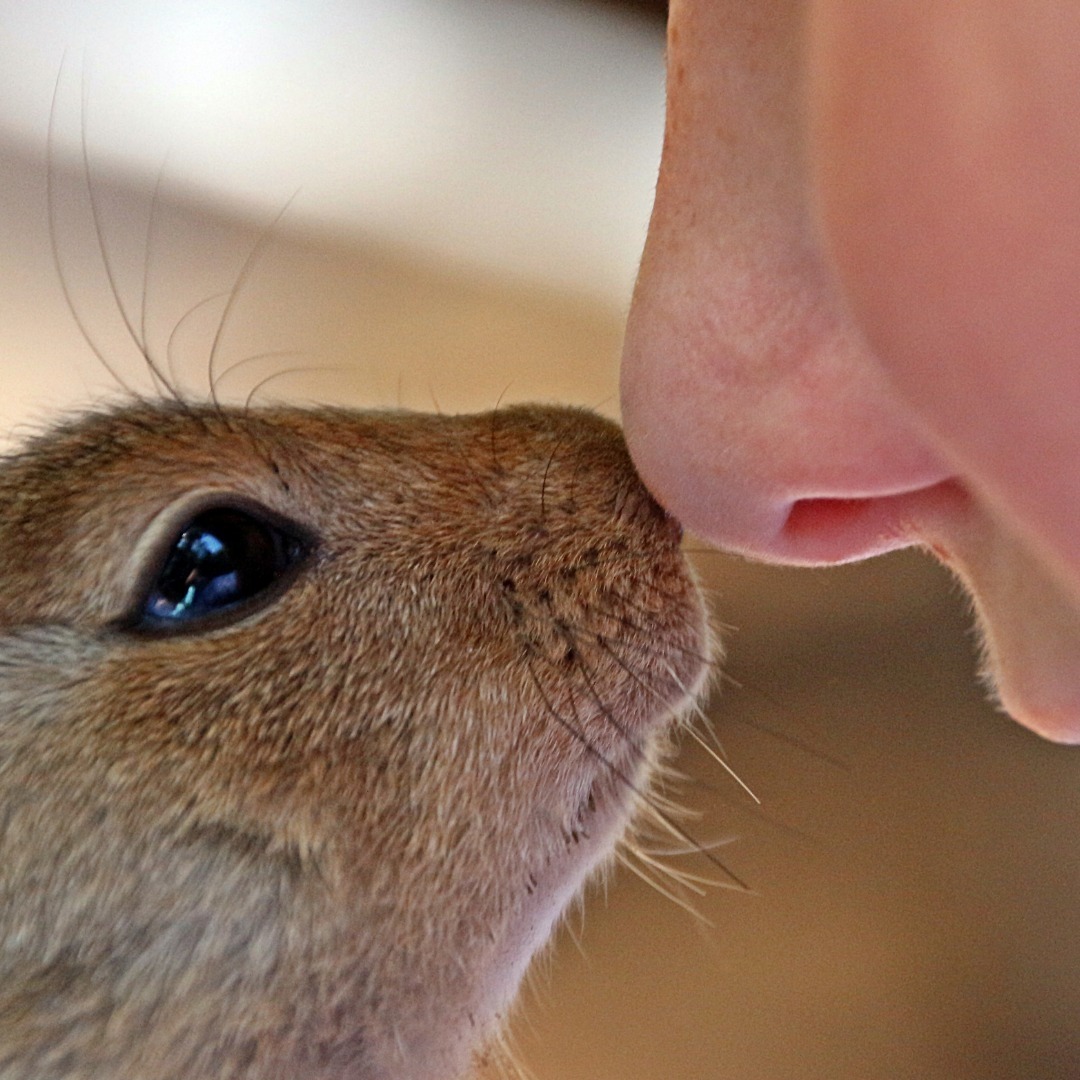 Fascinating Animal World Camp — Event at Royal Garden Hotel Kensington