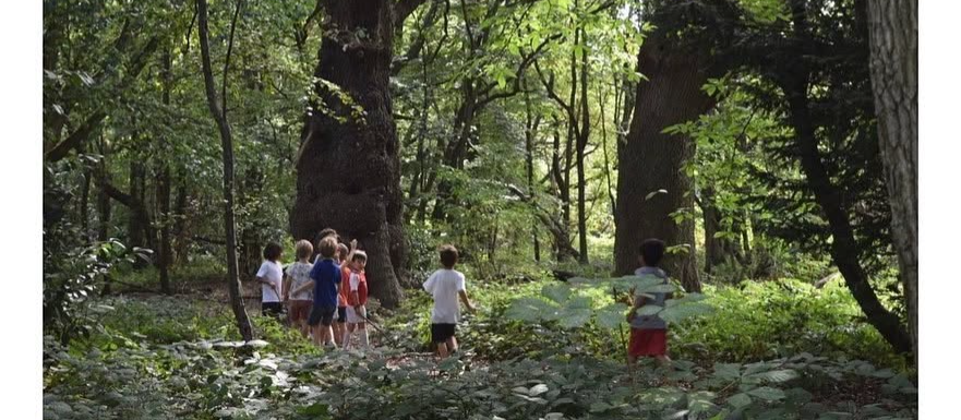 Wild Twin Forest School