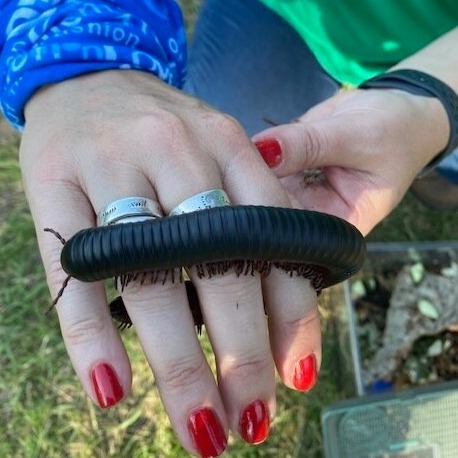 Bug Explorers — Event at Lewis of London Ice Cream Farm