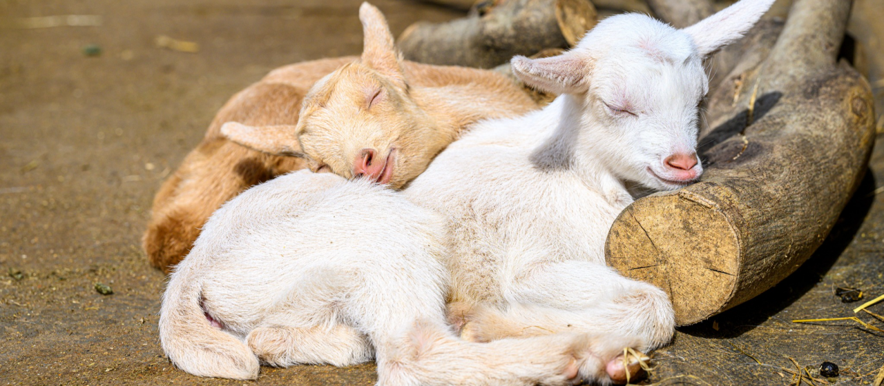 Vauxhall City Farm