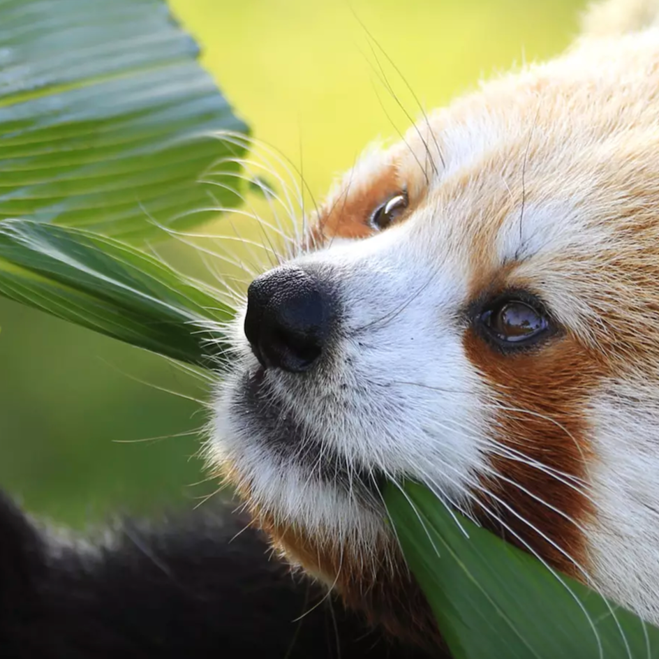 Whipsnade Zoo — Event at Whipsnade Zoo