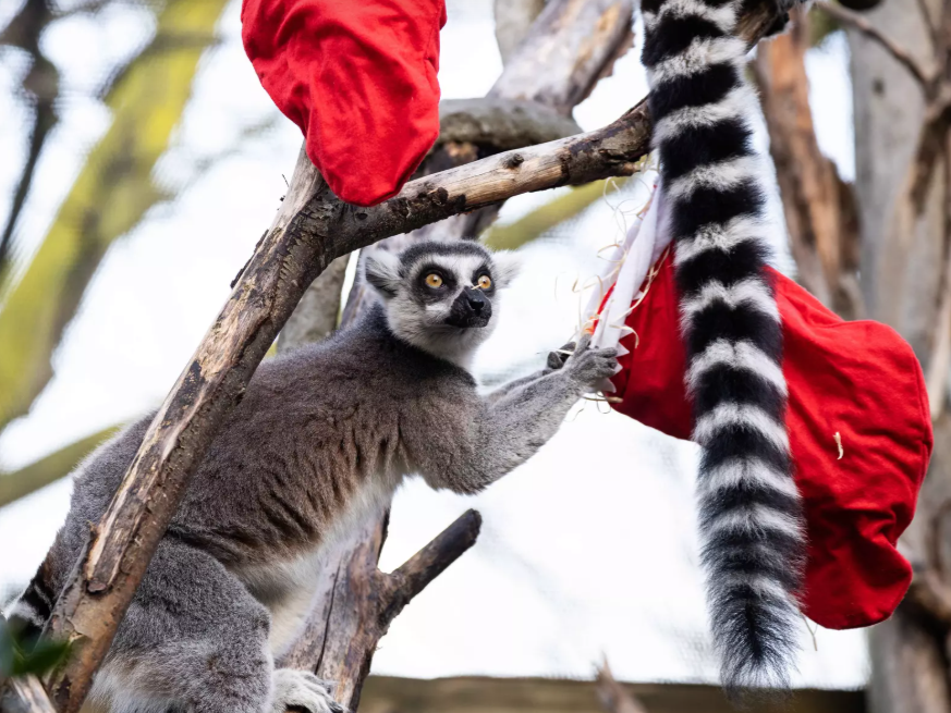 The Magic of Christmas at London Zoo — Event at London Zoo