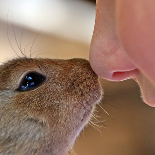 Fascinating Animal World Camp