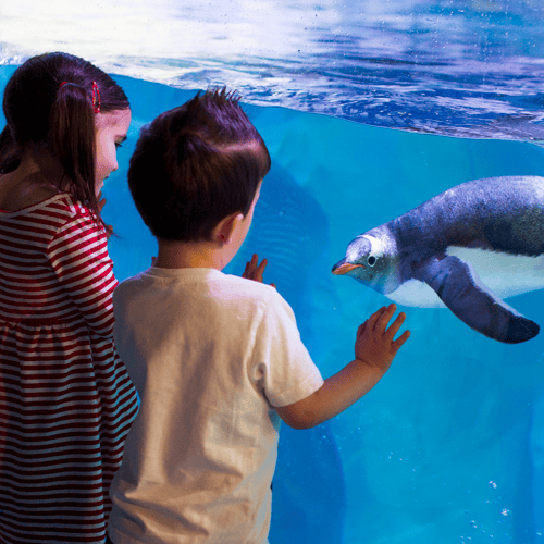 Quiet at the Aquarium, SEALife