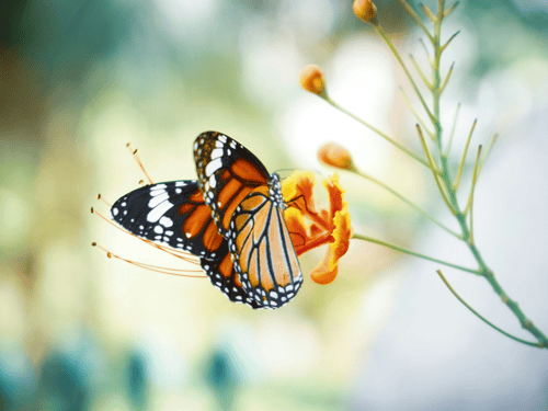 Flutterby Butterfly