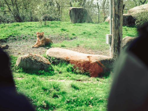 London Zoo Masks