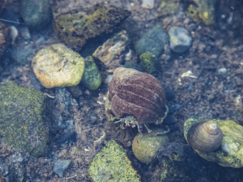 Rock Pool Life