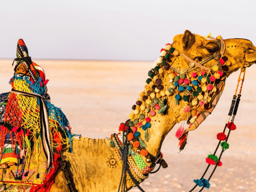 Let’s Visit India!