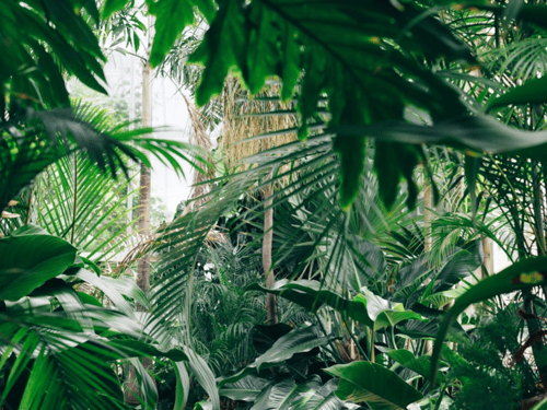 Escape To the Clay Jungle
