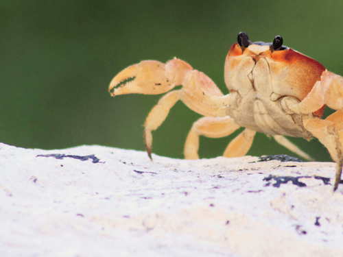 Crabby Creations