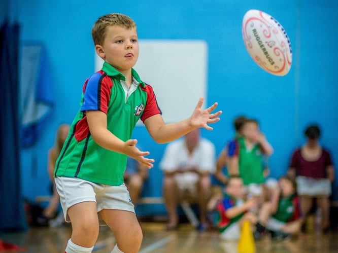 RUGGERBUGS BEETLES