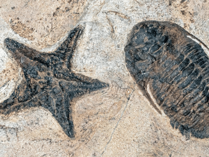Cast Your Own Fossils