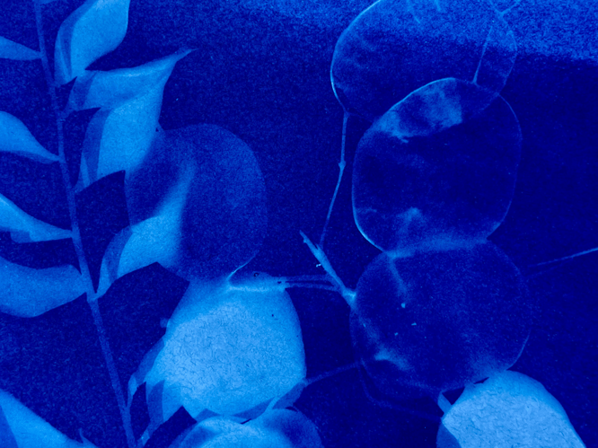 Cyanotypes and Collage