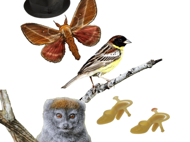 Nature's Fashion Show