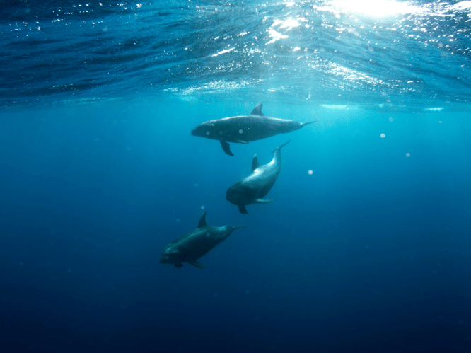 Underwater Seaworld